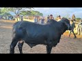 Feira de gado em Caruaru PE dia 16/06/2026