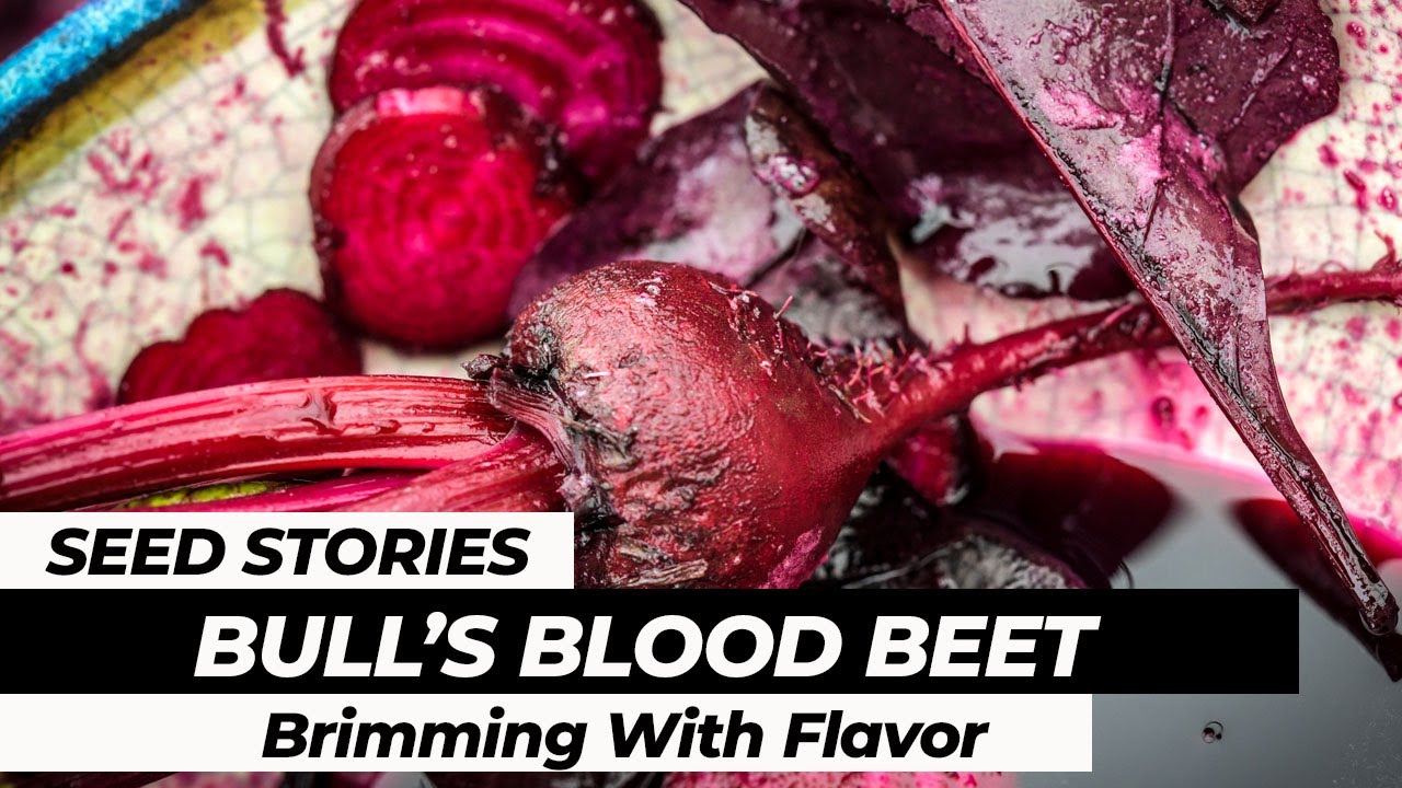 SEED STORIES | Bull's Blood Beet: Brimming With Flavor