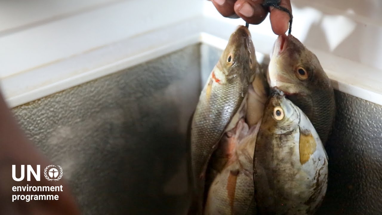 Fish Cold Chain System How can we make our cold chain systems more sustainable? - YouTube