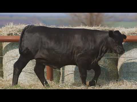 LOTE 38 - VPJ BUSINESS LINE FIV791