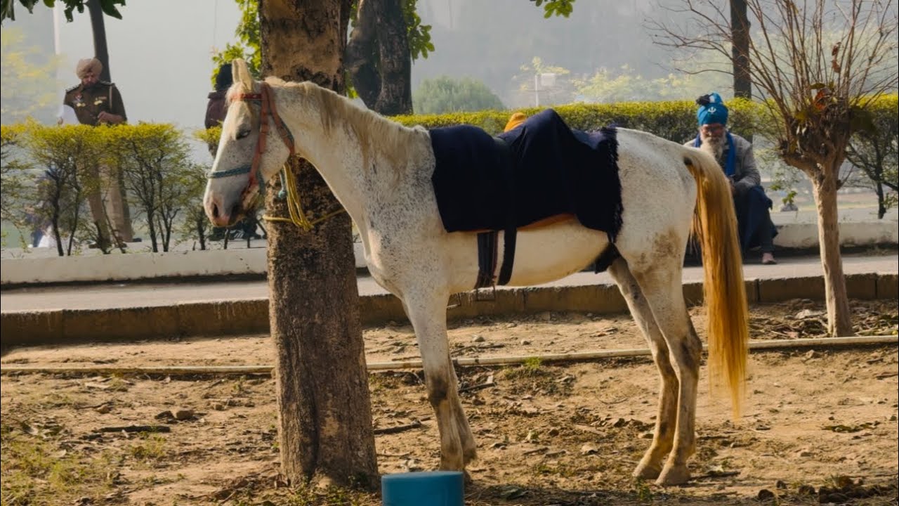 Nihang singha da mohalla  baba Banda Singh Bahadur college vch ( #fatehgarhsahib ) #vlog4 2025