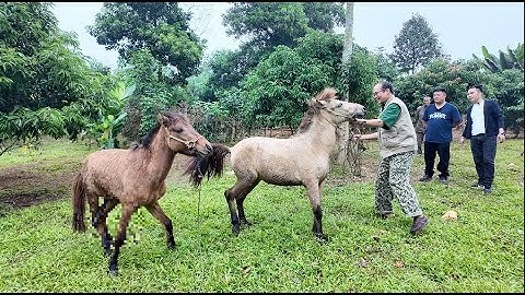Cùng Sapa tv làm Đặc Sản Thắng cố Ngựa tại Hội Chợ Việt Trung 300 gian Hàng. Nguyễn Tất Thắng