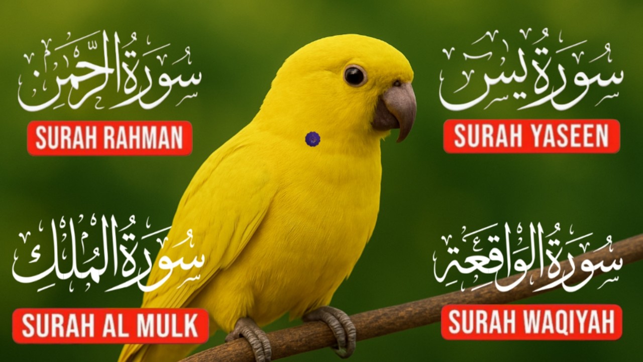 Heart Touching Quran Recitation | Surah Yaseen, Surah Rahman, Surah Waqiah, Surah Mulk