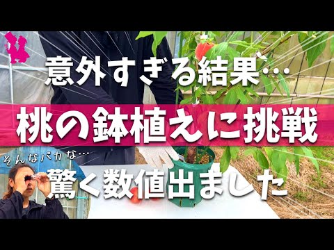 桃の子供 ビックリ仰天】プロがホームセンターの桃苗を鉢植えで育てたら