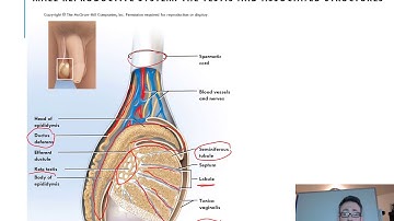 Lecture 23 Reproductive Physiology