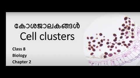 8th Basic science Chapter 2 (Cell clusters) part 2
