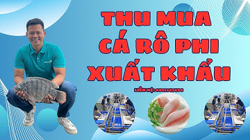 Thu Mua Cá Rô Phi Xuất Khẩu