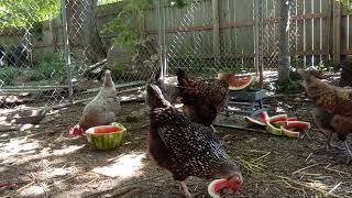 Chicken picnic