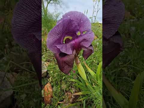 Цветение на горе