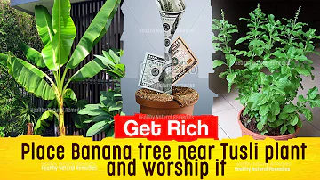 Is banana plant Lucky for home?