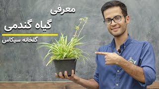 شرایط نگهداری گیاه گندمی