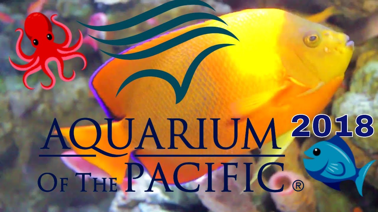 Aquarium of the Pacific 2018 Long Beach YouTube