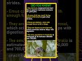 Did you know an emu bird can reach a top speed of 50km/h?