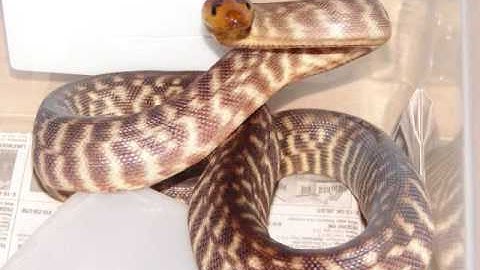 Male Woma Python has a name