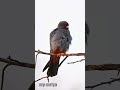 Red footed hawk. Falco vespertinus