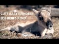 Baby Reindeer of Santa Claus 😍🦌 Los bebés reno de Papá Noel Laponia Lapland calf of Father Christmas