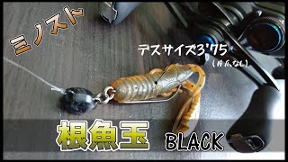 【根魚玉】フットボールヘッドって都市伝説並みに見ないよね【ミノスト】