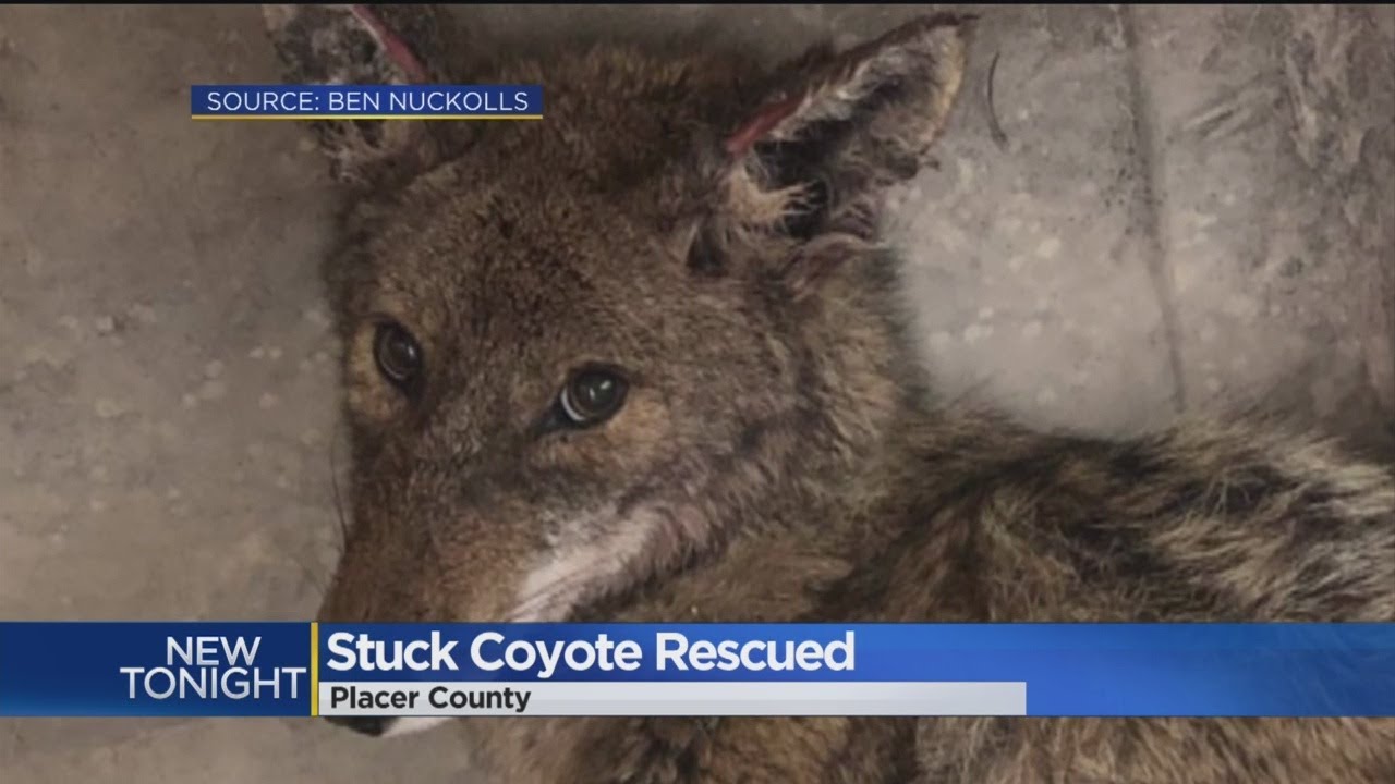 Coyote Freed After A Week With Her Head Stuck In A Jar - YouTube
