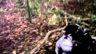 Staffy Bruno Getting Shouted At.3Gp