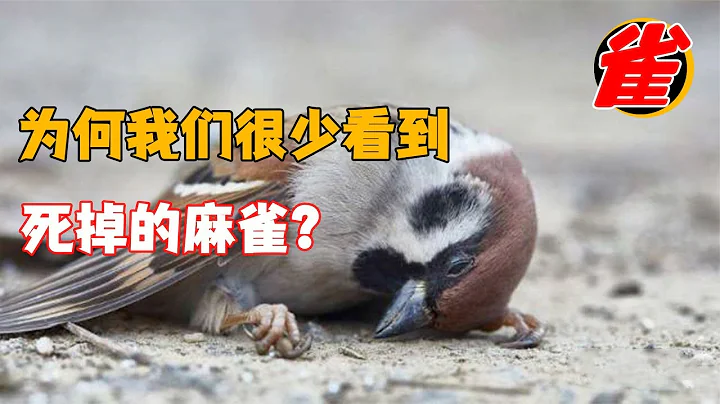 麻雀到处都是，为何我们很少见到死去的麻雀？它们都去哪了？ - 天天要闻