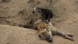 WE SafariLive- Amazing moments!