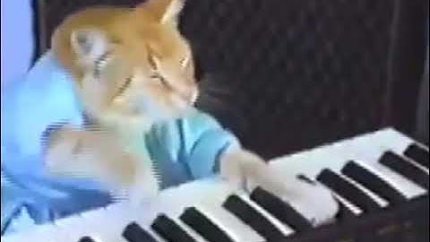 Cat just going nuts on the keyboard