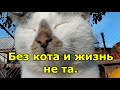Без кота и жизнь не та.