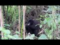 Mountain Gorillas in Virunga National Park