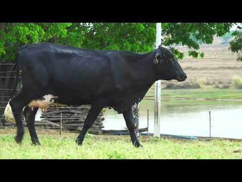 LOTE 44 256
