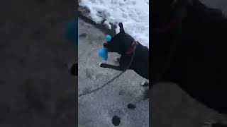 Meet Maria A Terrier Pit Bull Currently Available For Adoption 1222021 63424 Am