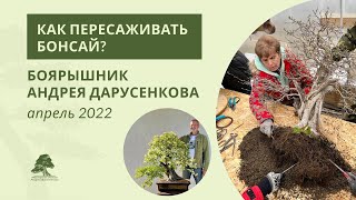 видео: Как пересаживать бонсай: боярышник Андрея Дарусенкова картинка: Как пересаживать бонсай: боярышник Андрея Дарусенкова