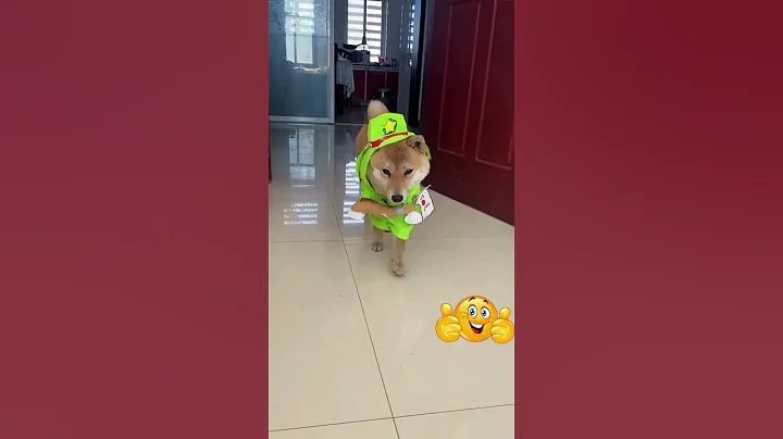 Video 11279361: cats dogs pets funniest, cat dog animals pets, hilarious cat fails, pet wild, face cat