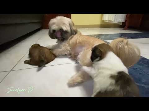 PLAYING WITH MY FURBABIES BELLA & SNOW!!