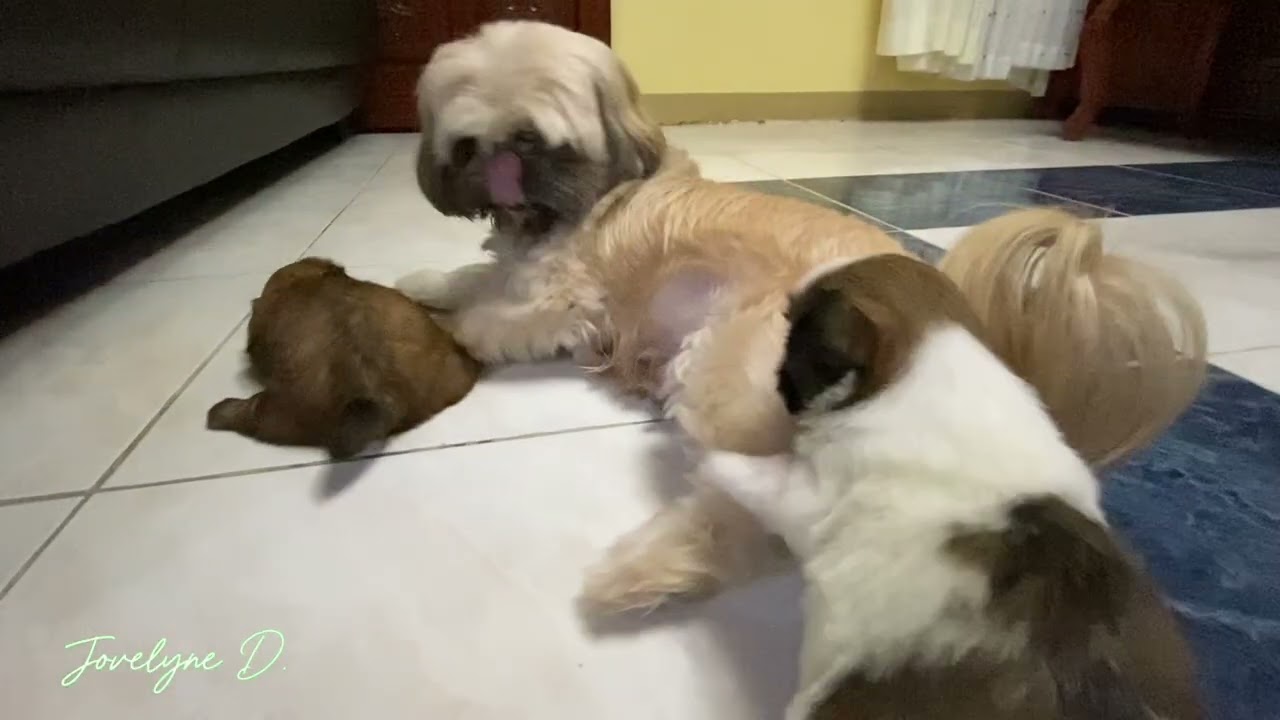 PLAYING WITH MY FURBABIES BELLA & SNOW!!