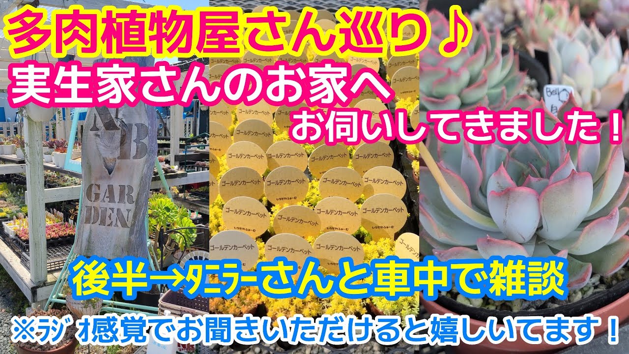 【多肉植物】多肉屋さん巡り・実生家さん宅へ行ってきました！後半はﾀﾆﾗｰさんと雑談。実生苗を持って全国を旅する目的は？