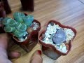 Lithops. Уход. Содержание. Обзор коллекции. Часть 2