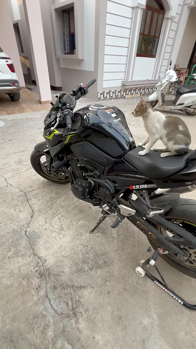 Z900 - The Biggest SuperBike Fan Is Here #z900 #ninja