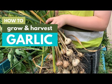 Planting garlic takes some planning ahead