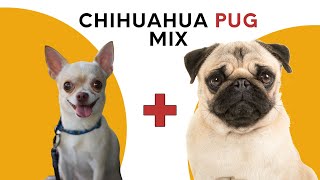 All About Chihuahua Pug Mix AKA Chug