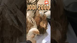 Short nose long tail aseel 🐓For Sale.#shorts #selling #hens #farming