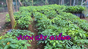 VƯỜN CÂY GIỐNG | kênh cạo mủ cao su hay nhất