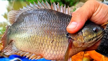 Tập 65 - Chinh Phục Cá Rô Khủng, Không Ngờ Nó Ở Chỗ Này Luôn | Câu Cá Rô Đồng