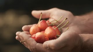 Skylar Rae® Cherries 2023