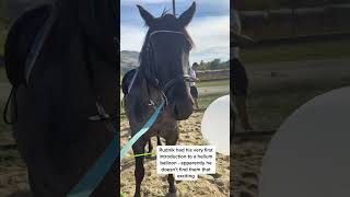 That Time I Showed Rudnik A Balloon For The First Time - I Expected A Much More Dramatic Reaction