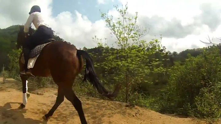 Up hill thoroughbred training cardio, muscle build...