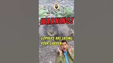 😱💥 Shocking Gopher Damage! | Getting Rid of Gophers | Edmonton Pest Control