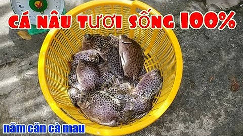 Cá nâu tươi sống 100% | Năm Căn Cà Mau