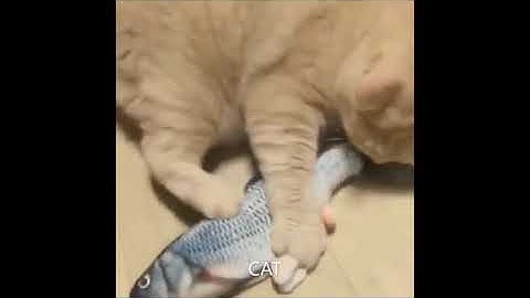 30CM Electronic Pet Cat Toy Electric USB Charging Simulation Fish Toys for Dog Cat Chewing Playing B