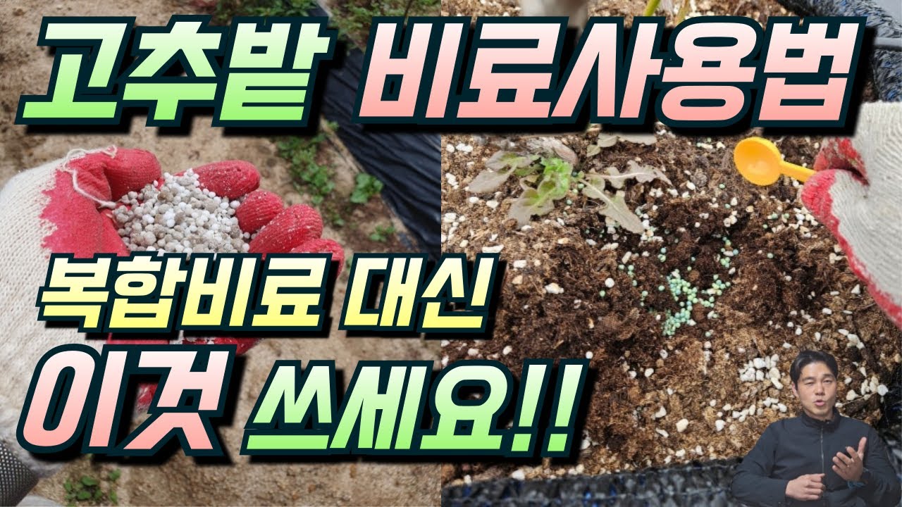 고추 비료를 선택하고 사용하는 방법