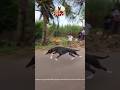 kolhapur dog race || dog res || Dog racing kolhapur || #shorts